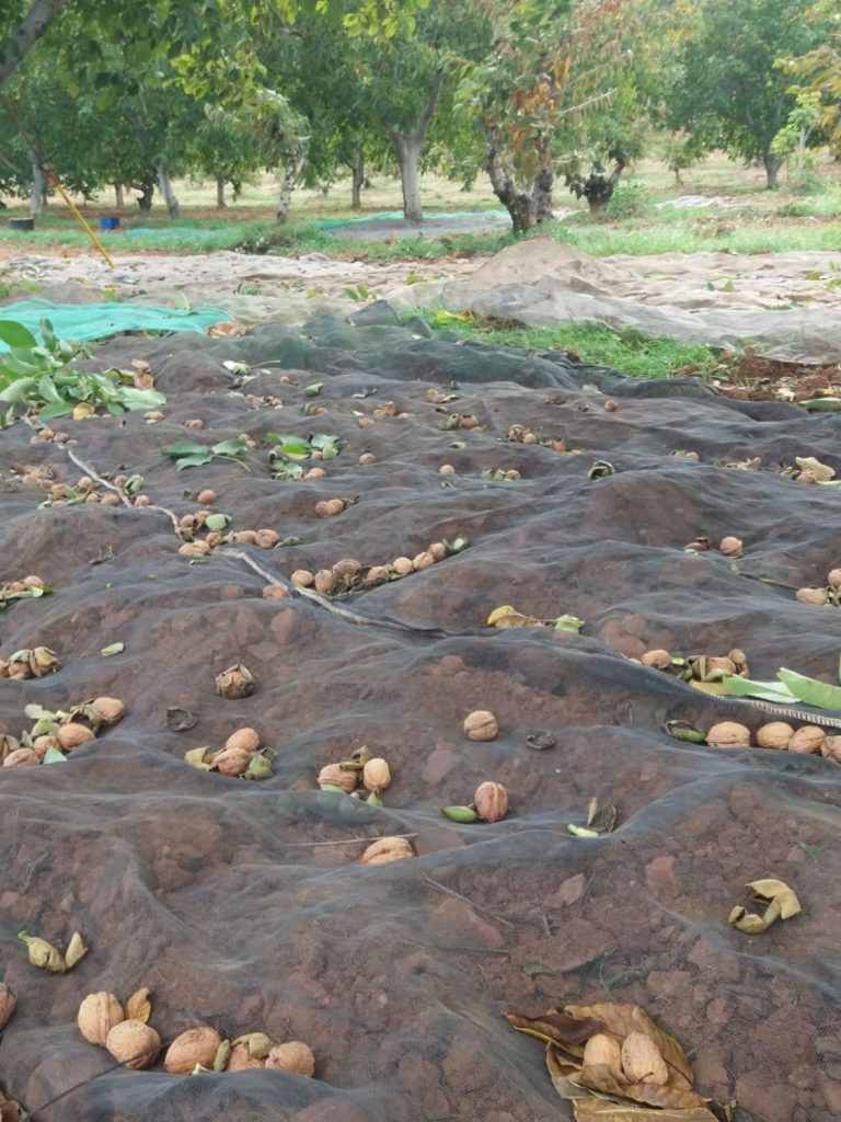 recogida cosecha nueces Finca Magrero