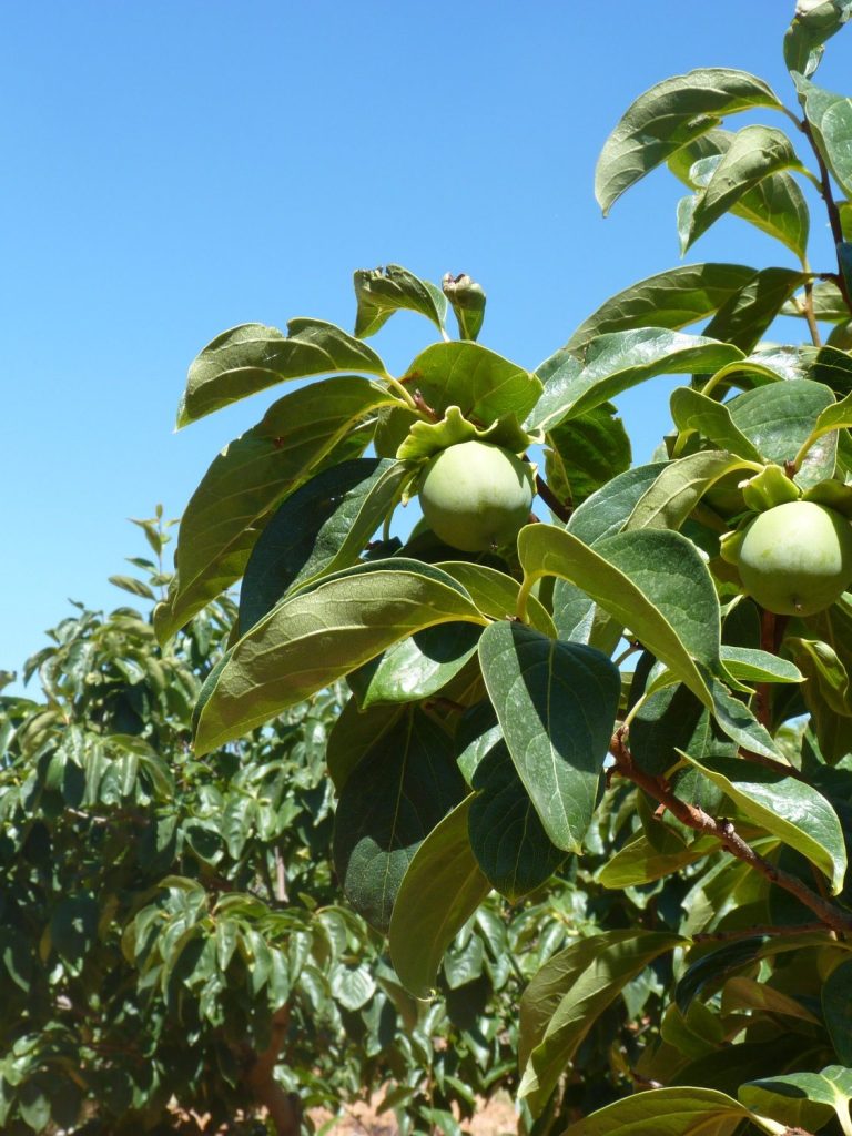 nueces árbol nogal  Finca Magrero
